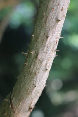 Aralia spinosa - arálie ostnitá - trny